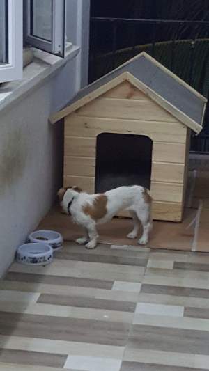 Short- Legged Jack Russell  - Dogs on Aster Vender