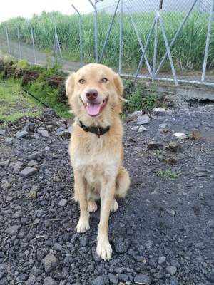 Two amazing companions looking for adoption  - Dogs on Aster Vender