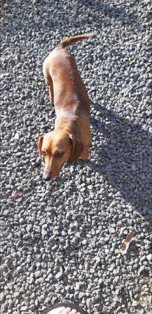Breeding pair of  purebreed Dashund - Dogs on Aster Vender
