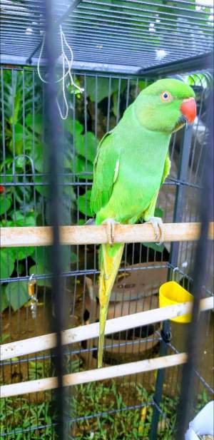 Cato vert femelle + cage neuf - Birds on Aster Vender