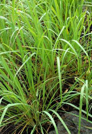 Citronnelle - Plants and Trees on Aster Vender