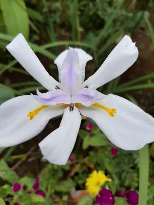 Iris blanc & goulaiti  - Plants and Trees