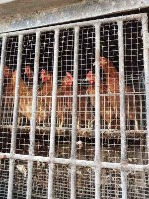 Poultry for rent at Vacoas - Commercial Space