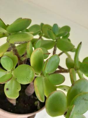 Money tree  - Plants and Trees on Aster Vender