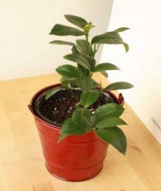 Lemon plants, Mandarin plants, Litchi, Grapes, Strawberry... - Plants and Trees on Aster Vender