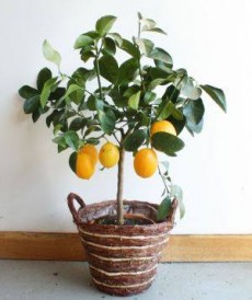 Lemon plants as green and yellow 150rs to 225rs - Plants and Trees
