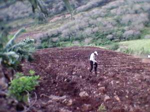 Agricultural land  - Land