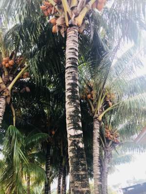 Coconut trees  - Plants and Trees
