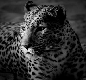 Tableaux à vendre - Interior Decor