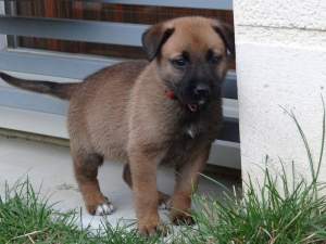 malinois puppy - Dogs on Aster Vender