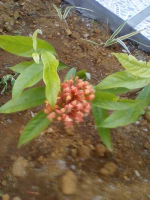 Landscaping plants - Plants and Trees