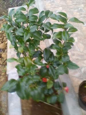 Camellia japonica - Plants and Trees