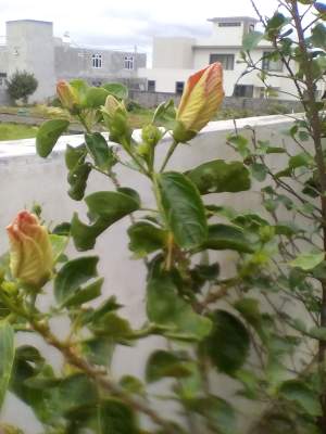 Hibiscus Hawaiian - Plants and Trees