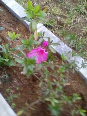 Azalea - Plants and Trees