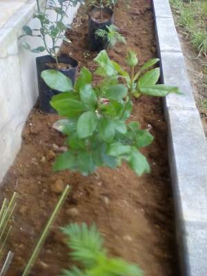 Rose - Plants and Trees