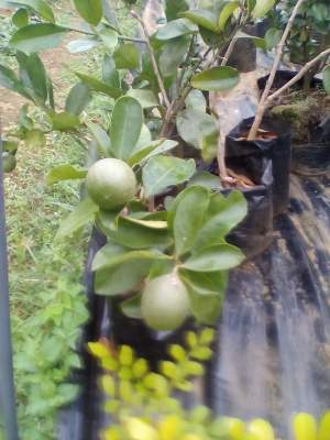 Citrus - Plants and Trees