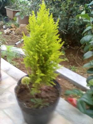 Cypres - Plants and Trees