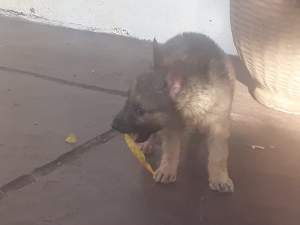 Chiots Berger Allemand - Dogs on Aster Vender