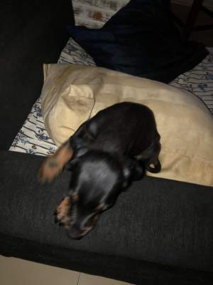 Doberman puppies - Dogs on Aster Vender