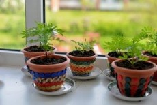 Genda plants and flowers - Plants and Trees on Aster Vender