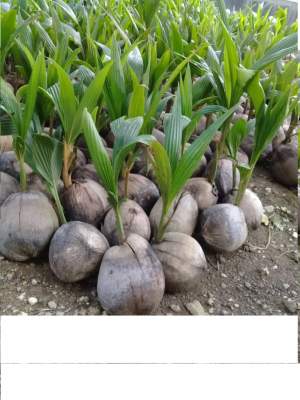 Coconuts Plants - Plants and Trees