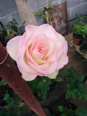 Rose plant - Plants and Trees