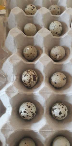Bird Quail / Egg - Others