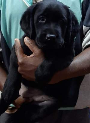 Labrador puppies - Dogs on Aster Vender
