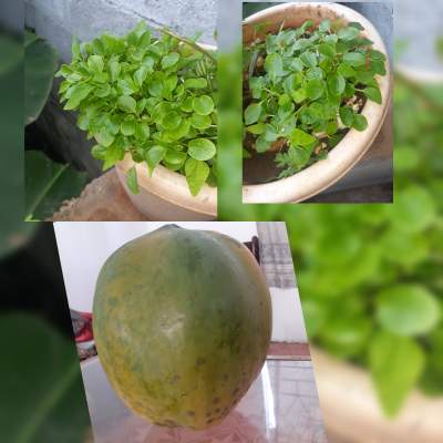 Papaya trees  - Plants and Trees