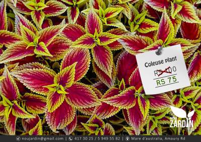 Coleuse Plant - Plants and Trees on Aster Vender