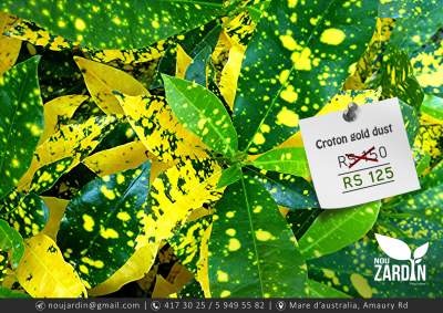 Croton Gold Dust Plant - Plants and Trees on Aster Vender