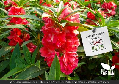 Balsam Rouge Double Plant - Plants and Trees on Aster Vender