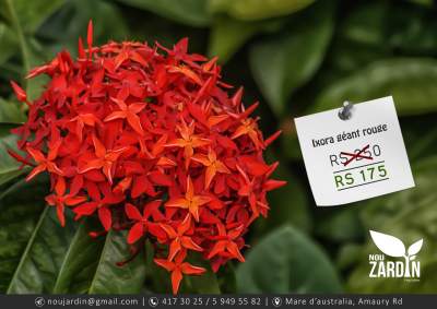 Ixora Geant Rouge Plant - Plants and Trees on Aster Vender