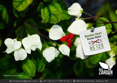 Bleeding Heart Plant - Plants and Trees on Aster Vender