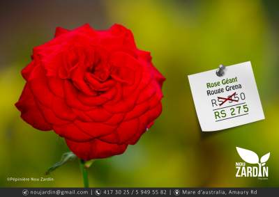 Rose Plant - Plants and Trees on Aster Vender