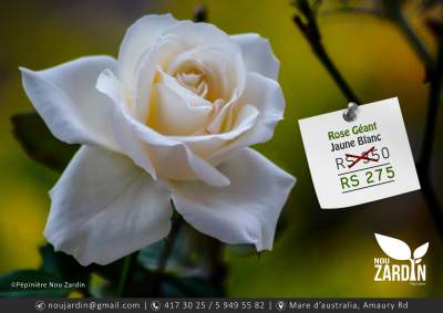 Rose Plant - Plants and Trees on Aster Vender