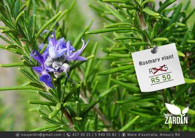 Rosemary Plant - Plants and Trees on Aster Vender