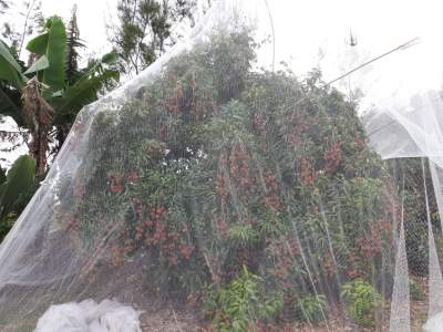 Filet pour letchi - Plants and Trees on Aster Vender