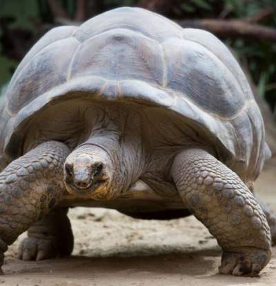 Tortue géante d'Aldabra - Turtles