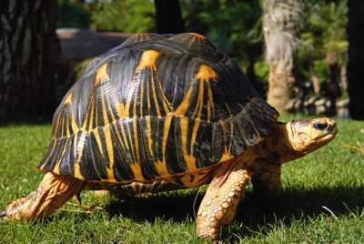 Tortue Radiata de Madagascar - Turtles on Aster Vender