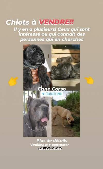 Cane Corso a vendre - Dogs on Aster Vender