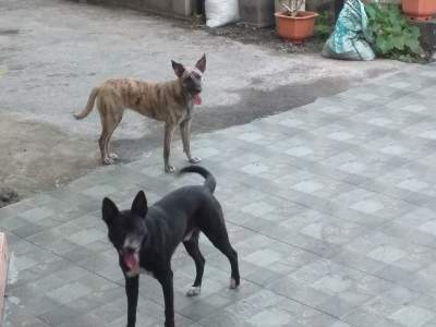 Dogs For Sale - Dogs on Aster Vender