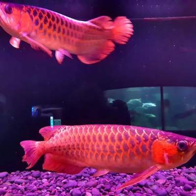 Quality Super Red Arowana and Albino Stingray Fishes for sale -  Aquarium fish on Aster Vender