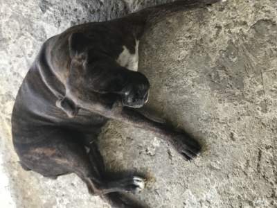 Dog - Dogs on Aster Vender