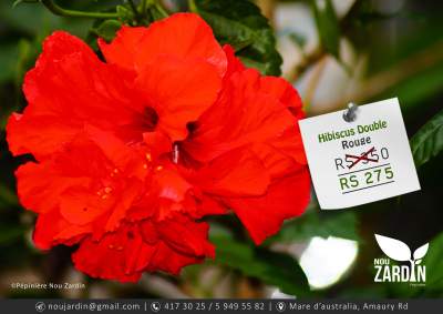 Hibiscus Plant - Plants and Trees on Aster Vender