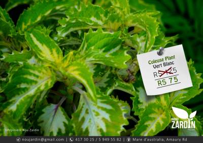 Coleus Plant - Plants and Trees on Aster Vender