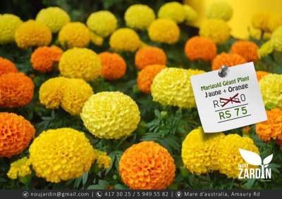 Marigold Plant - Plants and Trees on Aster Vender