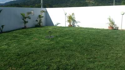 Gazon  - Plants and Trees