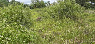 Bare residential land of 33 perches at Phoenix, Mesnil.  - Land