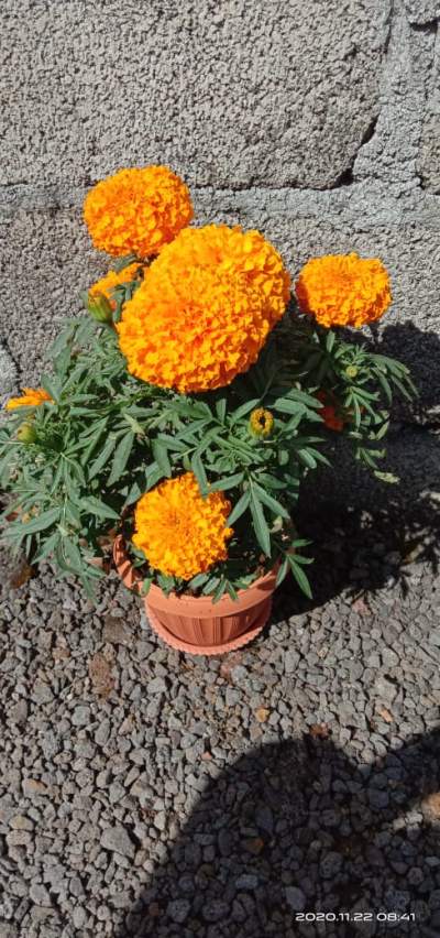 Marigold plant with pot - Plants and Trees on Aster Vender